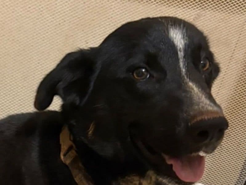 Australian Cattle Dog 1 year 9 months old female medium named Skunk for adoption in Lincoln County, North Carolina | Petmeetly