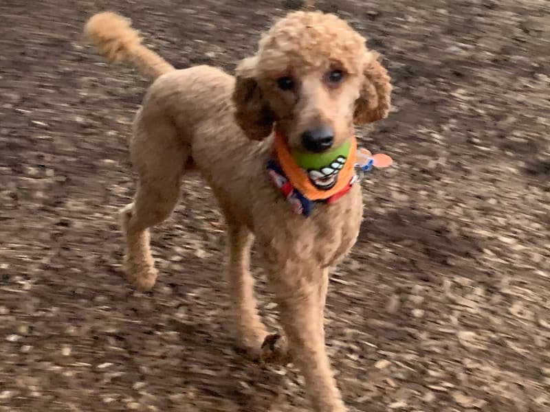 Chester  - Standard Poodle success story