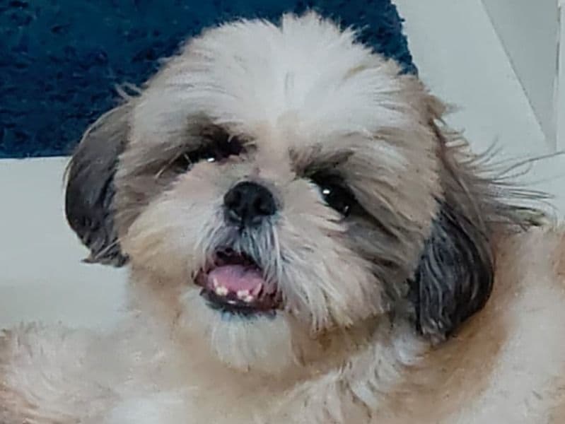 Roxy primary photo