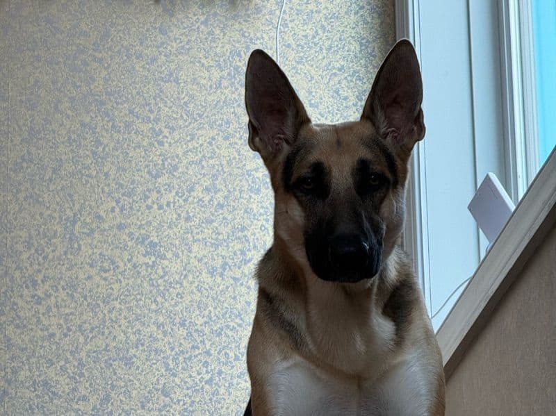 Zeus primary photo