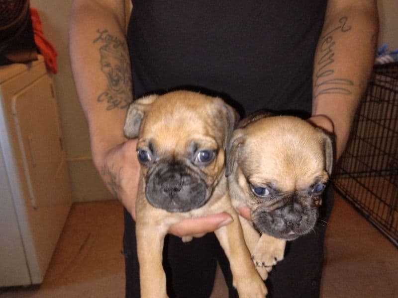 4 Puppies primary photo