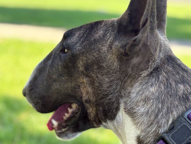 Bull Terrier 5 years 6 months old female medium named Brownie for breeding in Solano County, California | Petmeetly