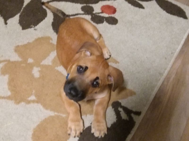 Black Mouth Cur 8 months old male small named Grizzly for sale in Fulton County, Georgia | Petmeetly
