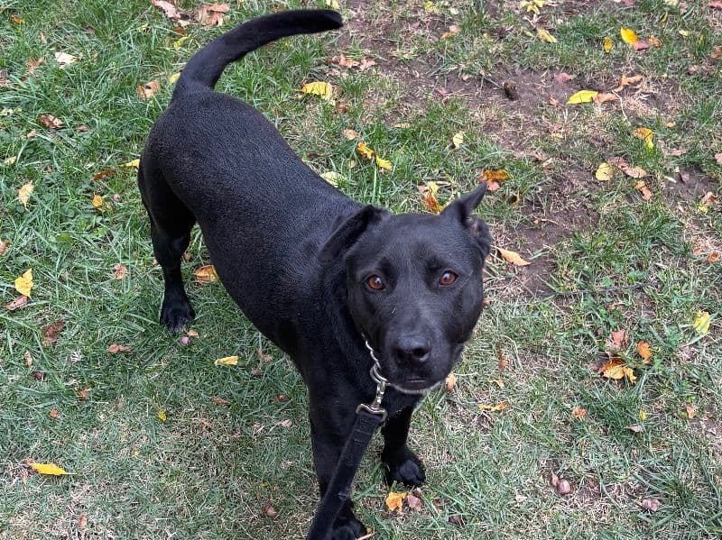 Labrador Retriever 3 years 1 month old female small named Olive for adoption in Manhattan, Kansas | Petmeetly