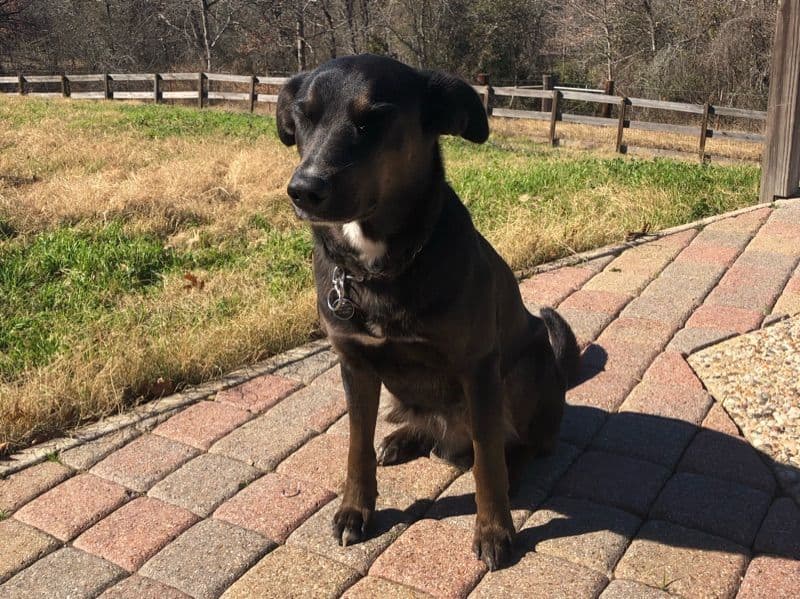 Pepper primary photo