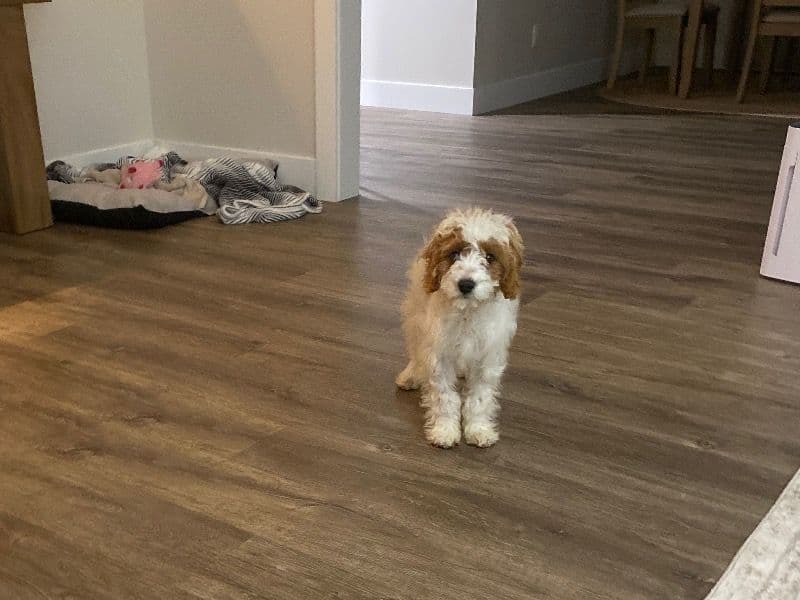 Cavapoo (Cavadoodle) 4 months old male medium named Cole for sale in Warren, Ohio | Petmeetly
