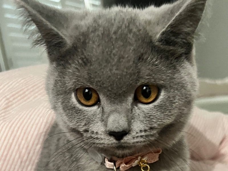 Coco primary photo