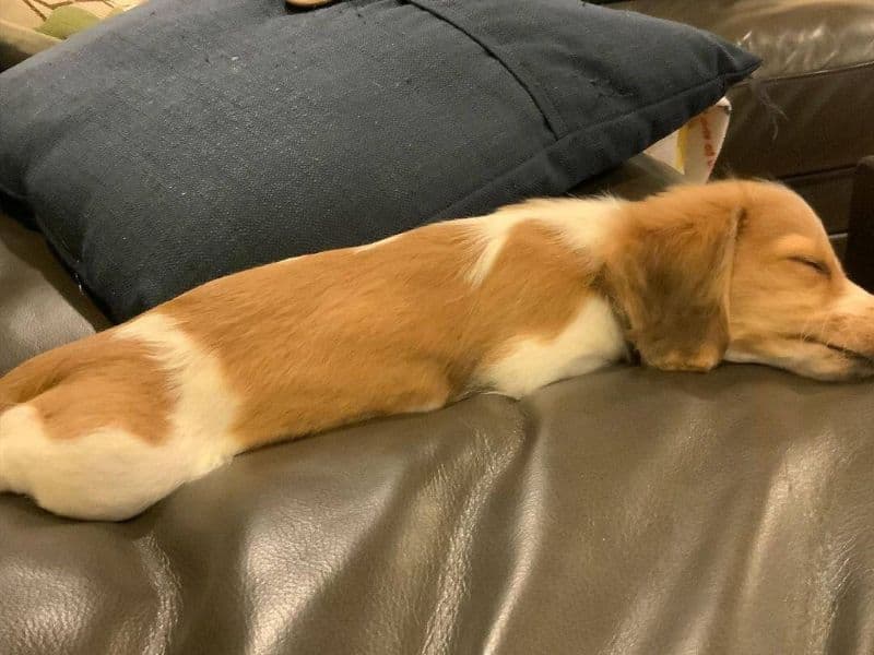 Dachshund 3 months old female medium named Donut for adoption in Clackamas County, Oregon | Petmeetly