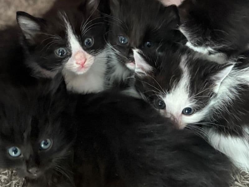 Ragdoll 6 months old male named Kitten for adoption in Glasgow City, Scotland | Petmeetly