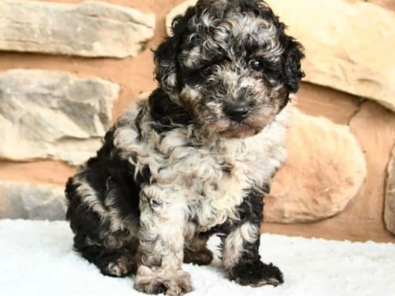 Milo primary photo