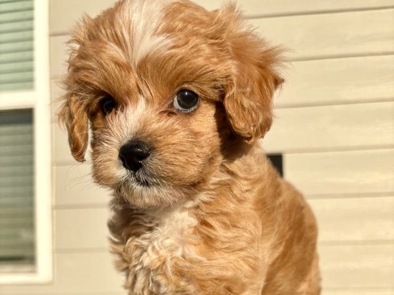 Cavapoo (Cavadoodle) 1 month old male small named Golden Brown + White Cavapoo for sale | Petmeetly