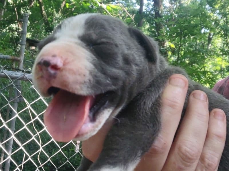 Catahoula Bulldog 5 months old male small named Boss for sale in Southside, Tennessee | Petmeetly