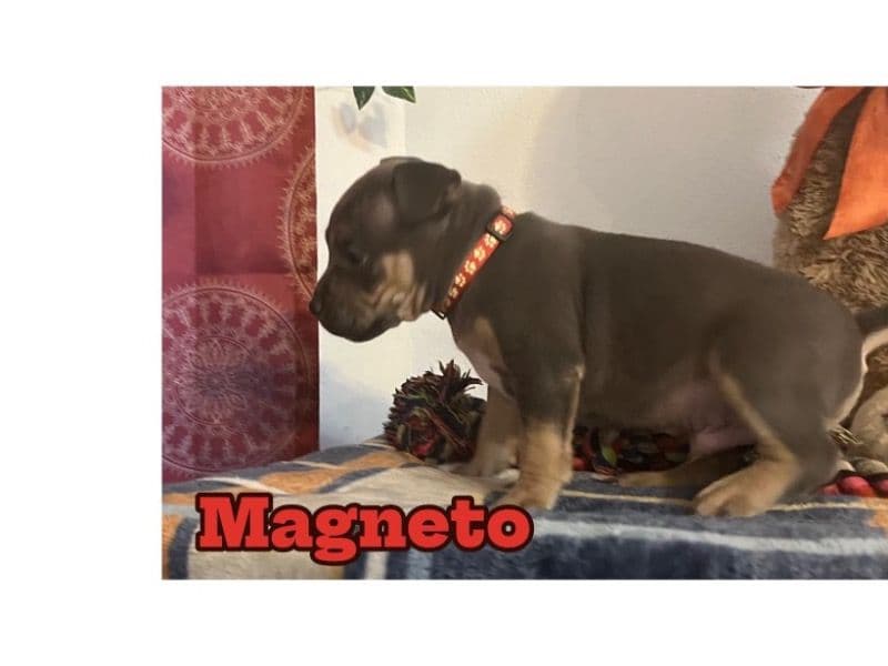 American Bully 1 year old male small named Magneto for sale in Bexar County, Texas | Petmeetly