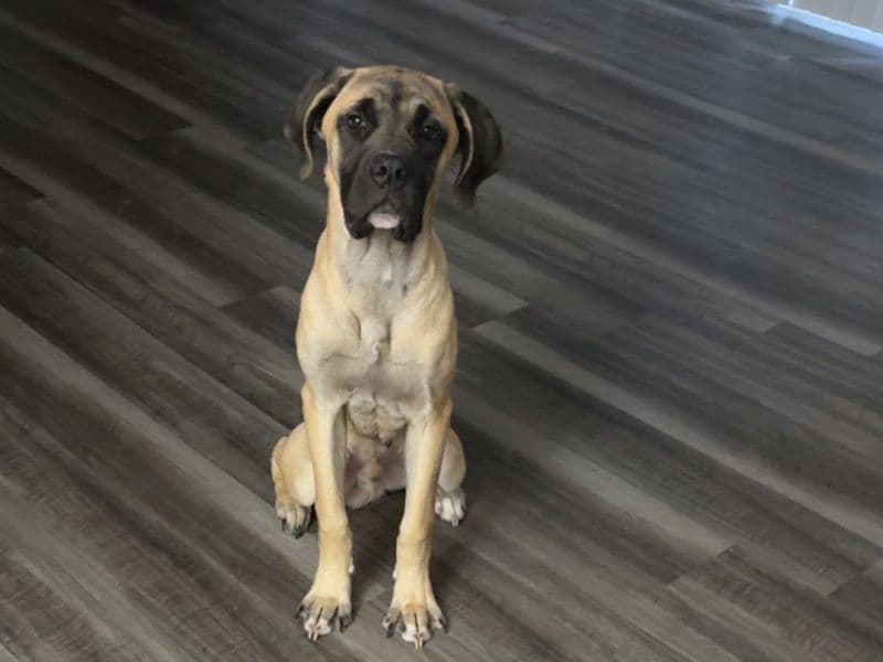 Cane Corso 8 months old male large named Boone for adoption in Greenville County, South Carolina | Petmeetly