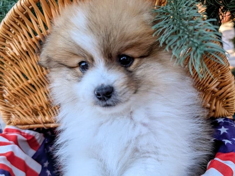 Pomeranian 2 months old male small named Olive for sale in Sacramento County, California | Petmeetly