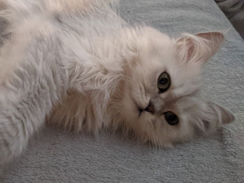 Yoshi primary photo