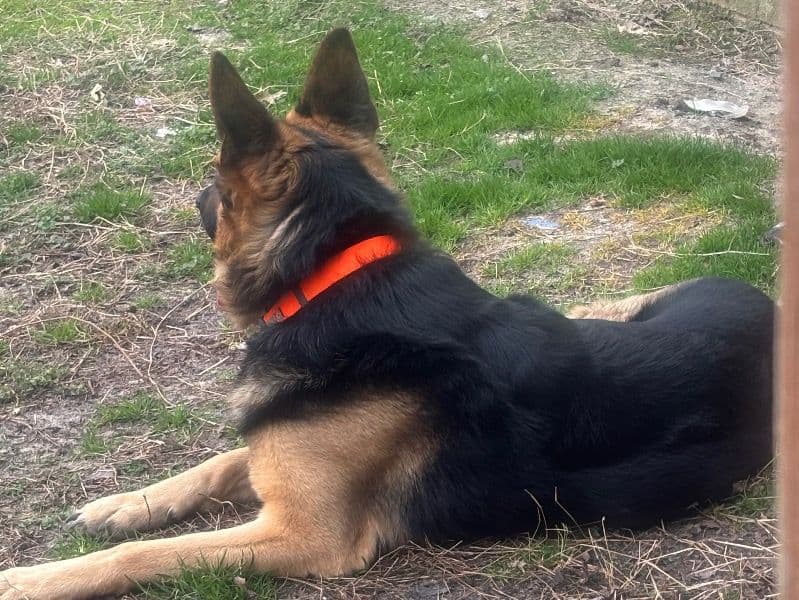 Mojo primary photo
