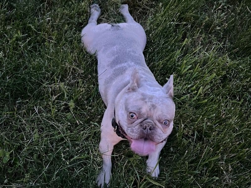 Milo primary photo