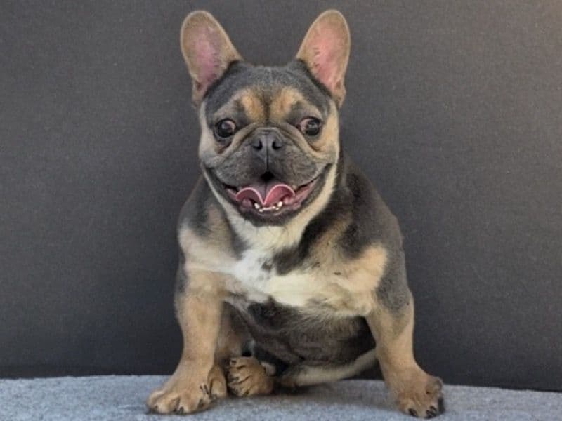 Bane primary photo