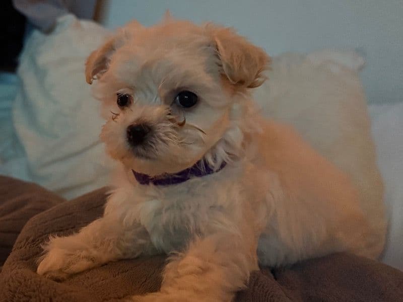 Maltipoo primary photo