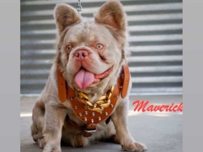 Maverick primary photo