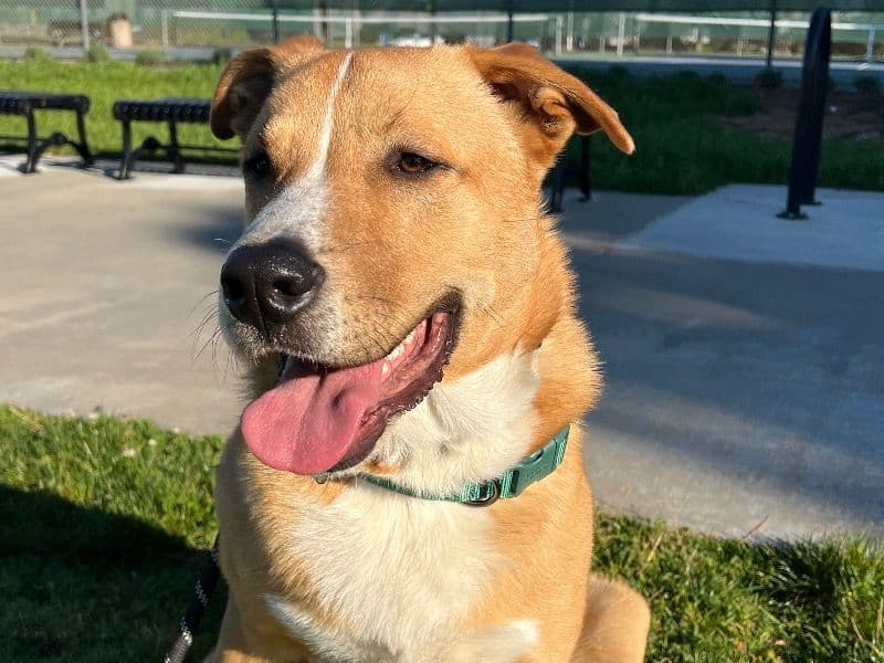Labrador Retriever 2 years 3 months old male medium named Max for adoption in Santa Clara County, California | Petmeetly