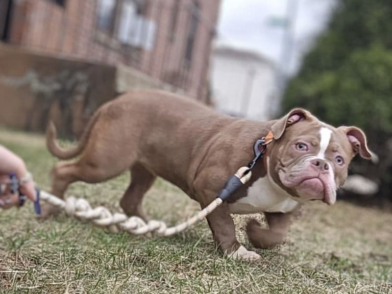 American Bully 1 year 5 months old female medium named Jailyn for sale in Queens County, New York | Petmeetly