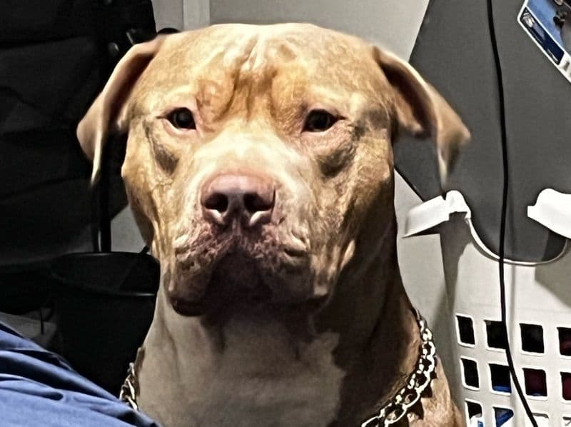 Hoss primary photo