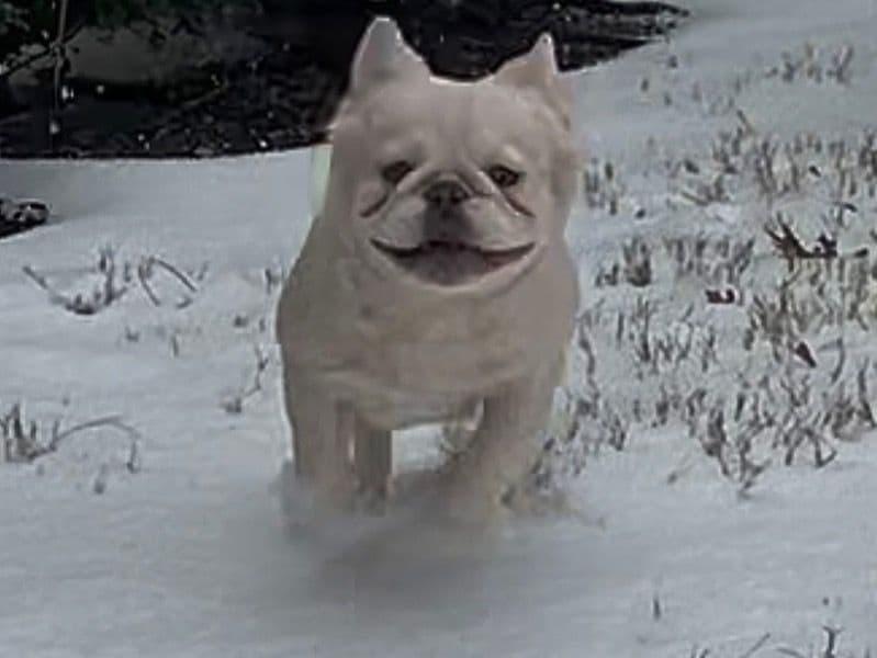 Nanook primary photo