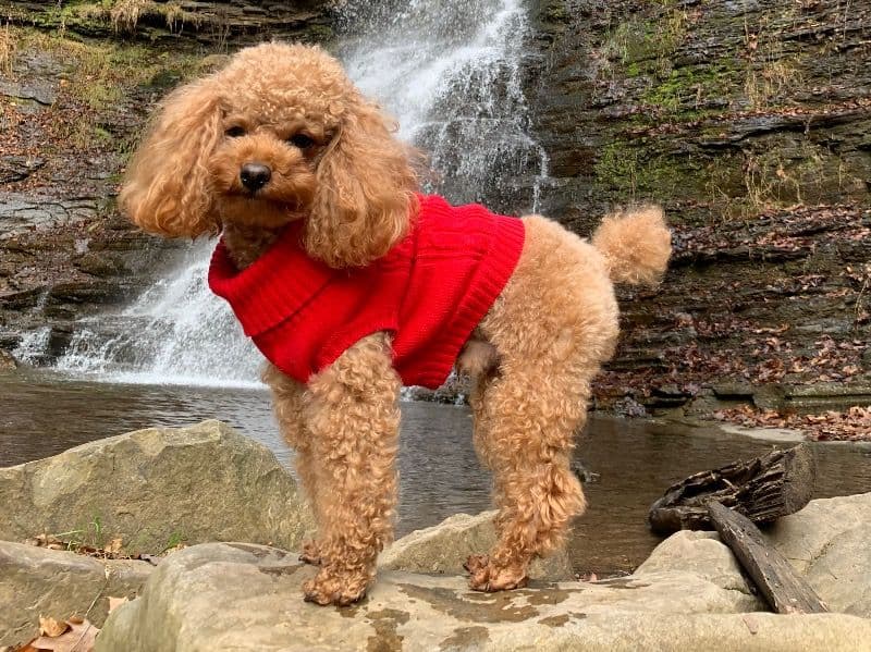 Teddy primary photo