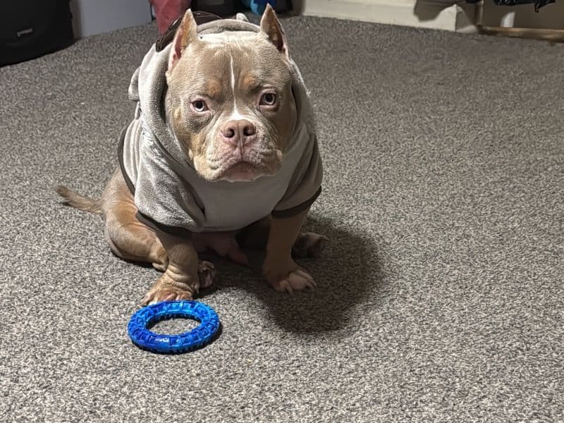 American Pocket Bully 1 year 6 months old male small named Rambo for sale in New York, New York | Petmeetly