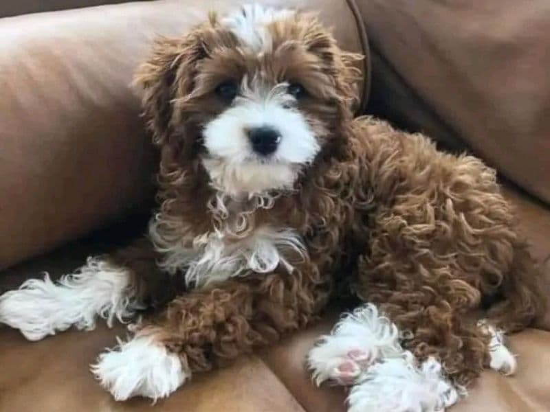 Poodle 2 months old male small named Ray for sale | Petmeetly