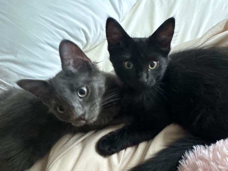 Storm & Koru primary photo