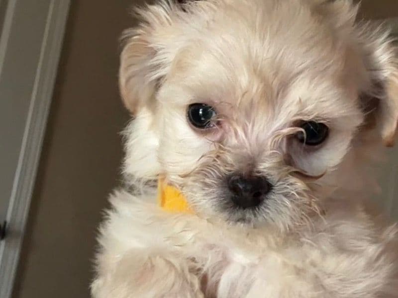 Maltipoo primary photo