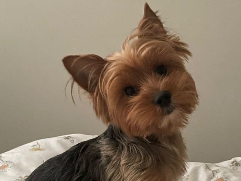Yorkshire Terrier 4 years 10 months old male small named Henry for breeding in Surrey, England | Petmeetly