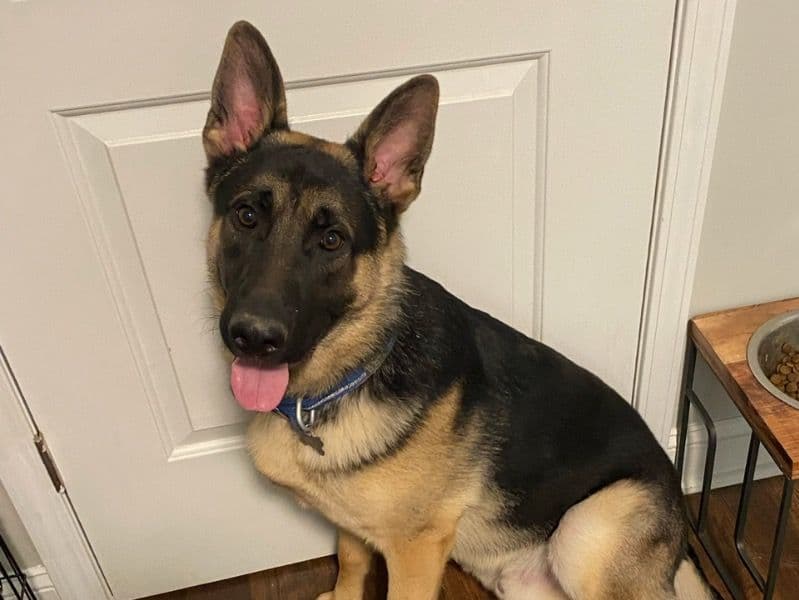 Axel primary photo