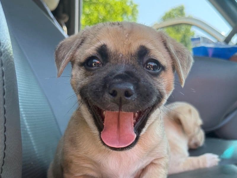 Good Boy primary photo