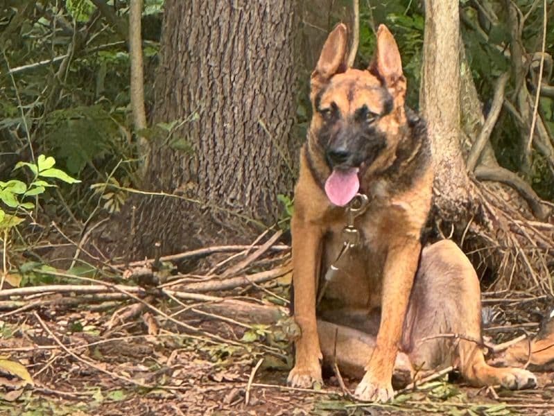 German Rottweiler 2 years old female medium named Storm for sale in Rutherford County, North Carolina | Petmeetly