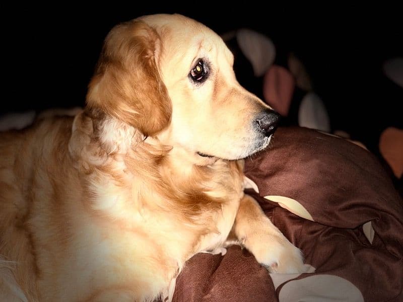 Golden Retriever 1 year 11 months old male medium named Oreo for breeding in Garhwal Division, Uttarakhand | Petmeetly