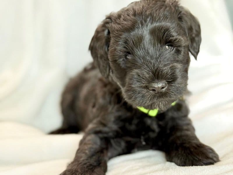 Schnauzer 5 months old male medium named Jett for sale in Collin County, Texas | Petmeetly