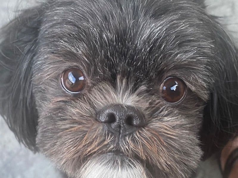 Gizmo primary photo