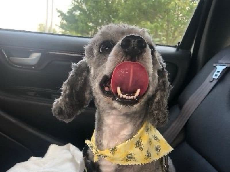 Chip primary photo