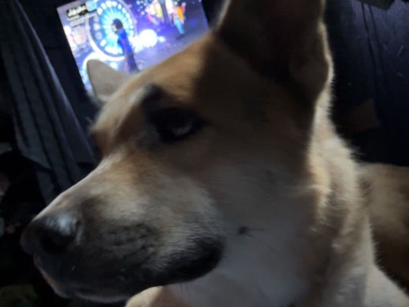 Milo primary photo