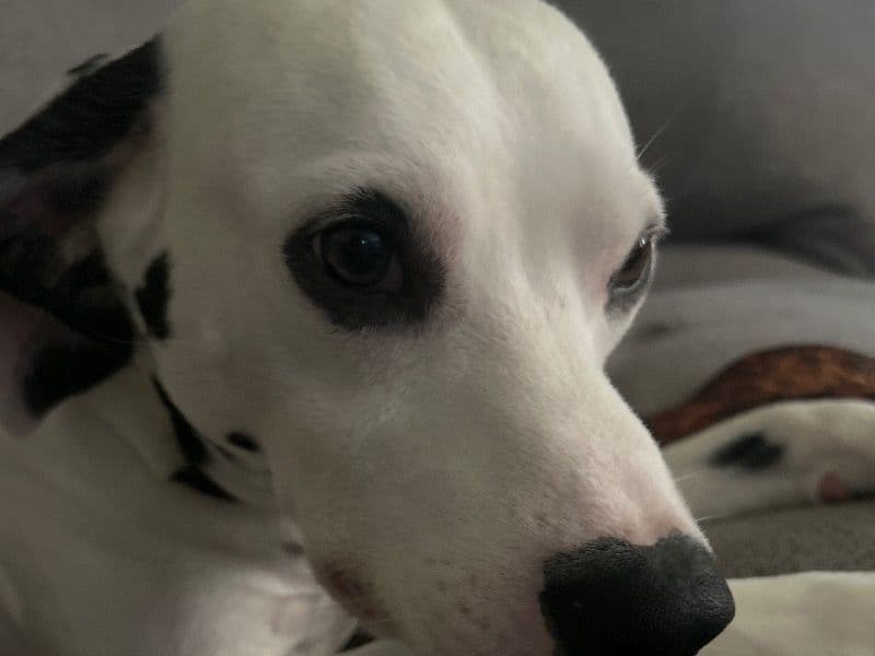 Pongo primary photo