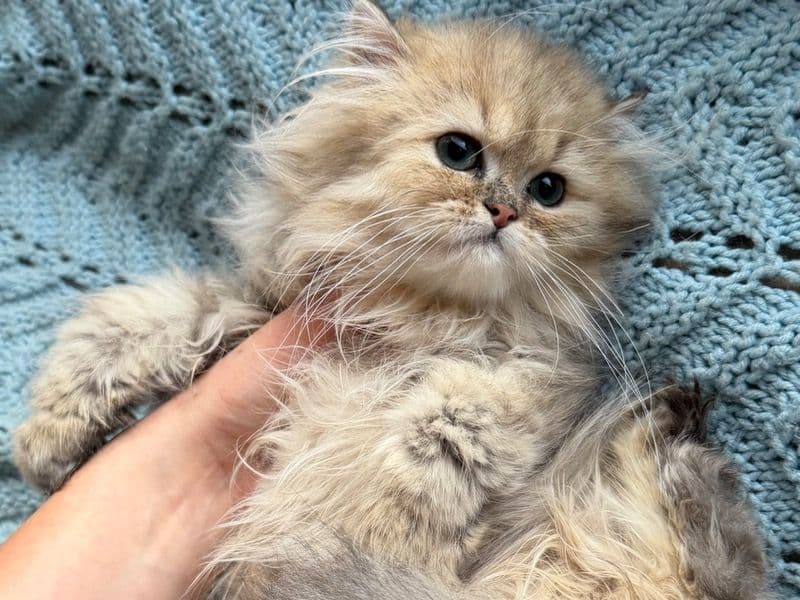 Persian 2 months old male named George for sale in Oakland County, Michigan | Petmeetly