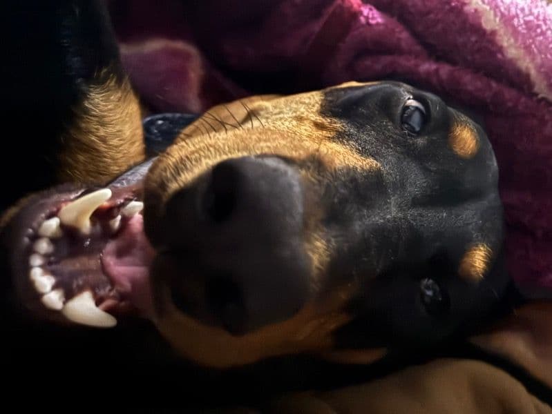 Doberman 1 year 9 months old female large named Heidi for adoption in Maricopa County, Arizona | Petmeetly