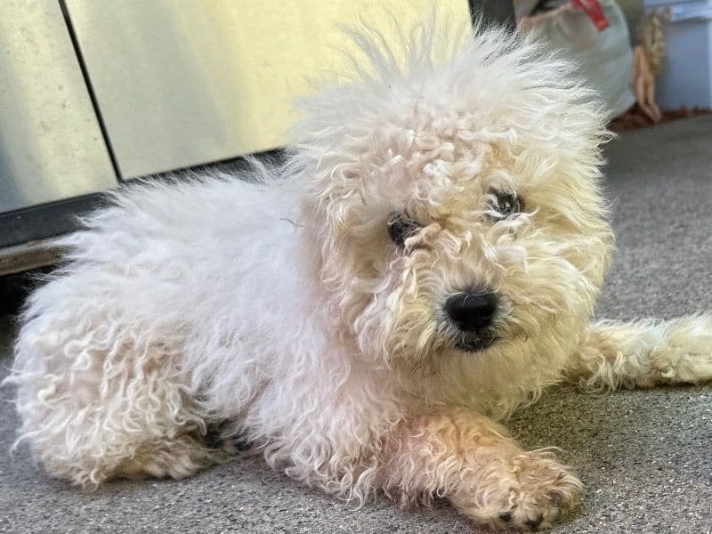 Maltese 7 months old male small named Cookie for sale in Riverside County, California | Petmeetly