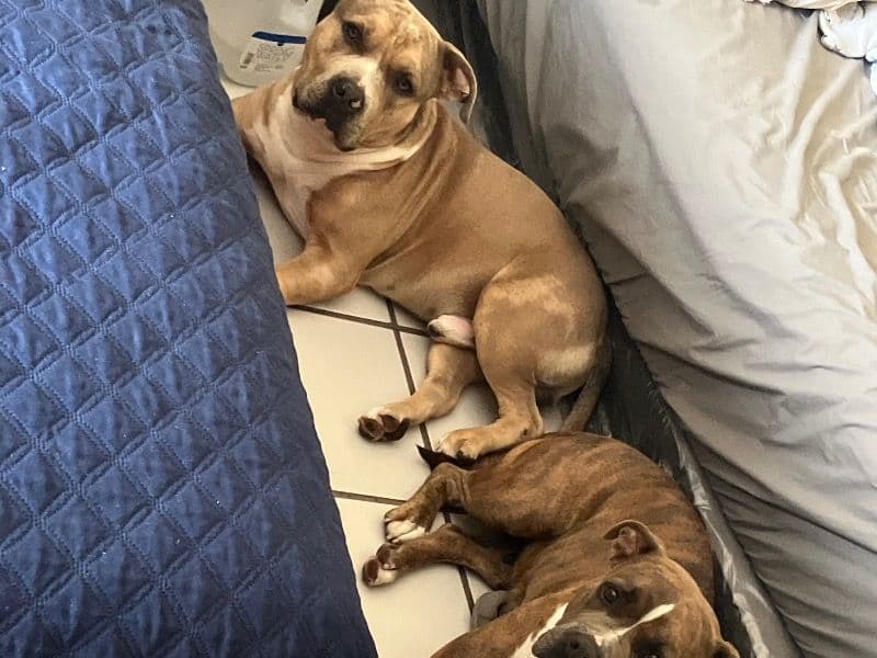 American Bully 1 year 9 months old female medium named Lucky And Cookie for adoption in Miami-Dade County, Florida | Petmeetly