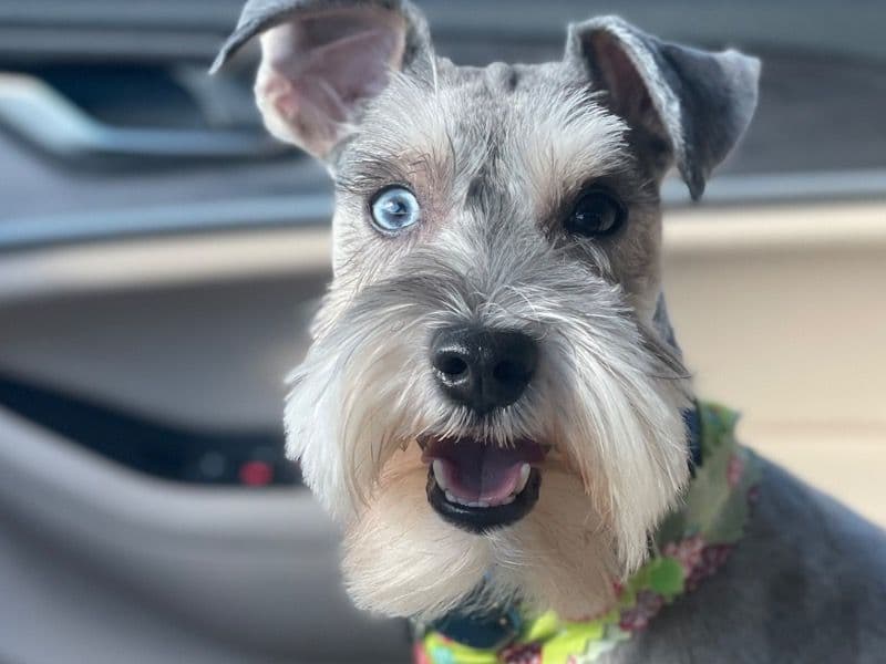 Buddy primary photo
