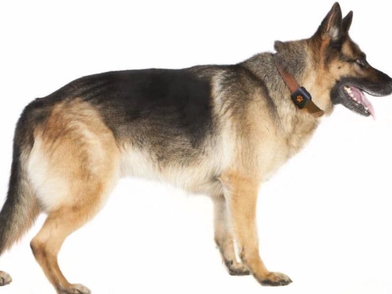 Leo primary photo